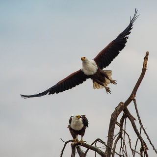Lake Naivasha - Fish eagles